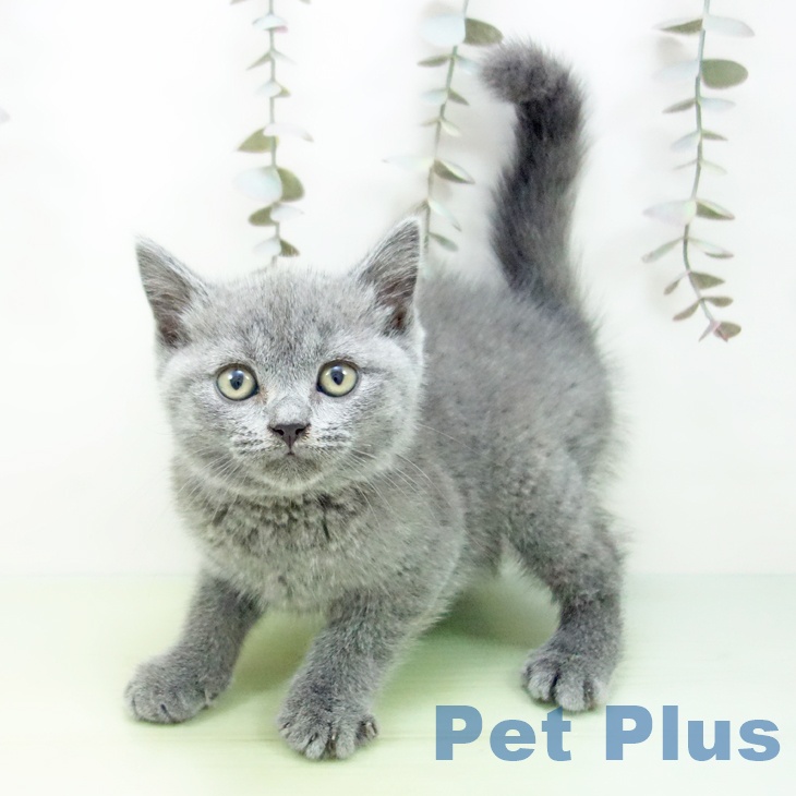 ブリティッシュショートヘア