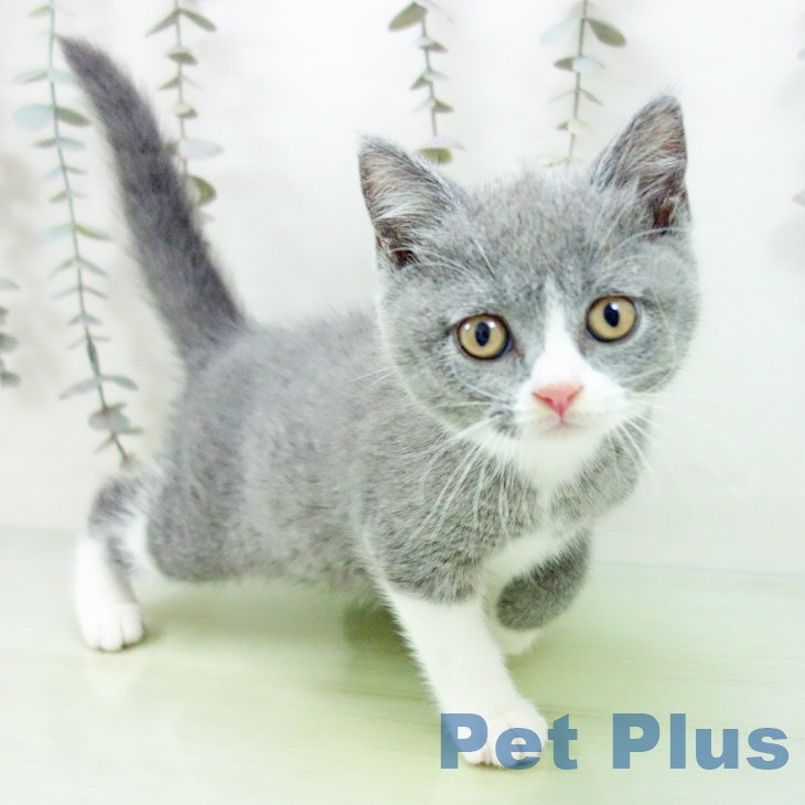 ブリティッシュショートヘア