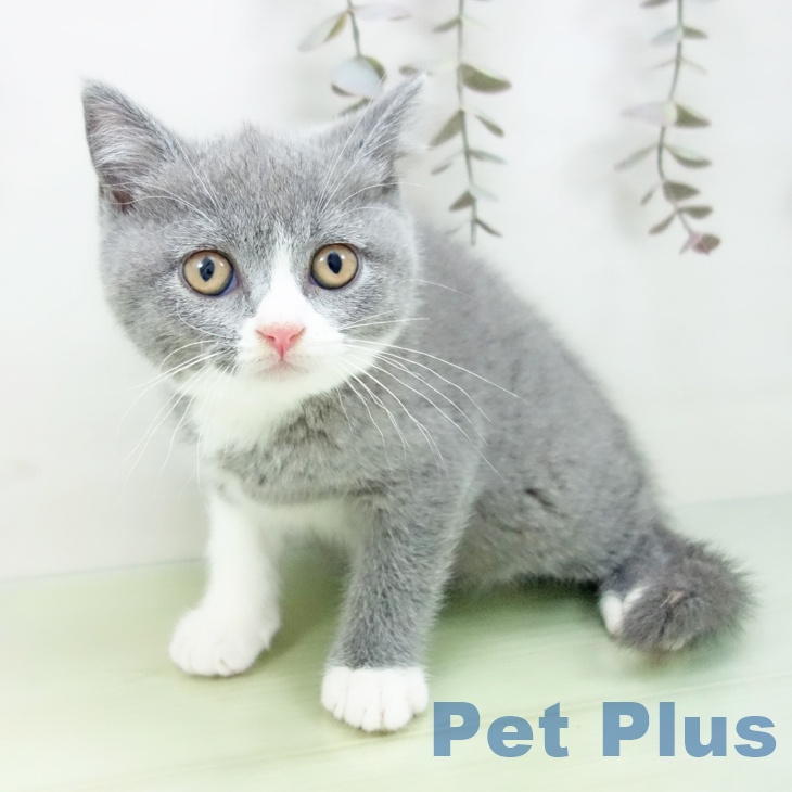 ブリティッシュショートヘア