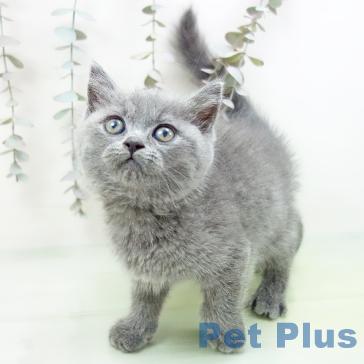 ブリティッシュショートヘア