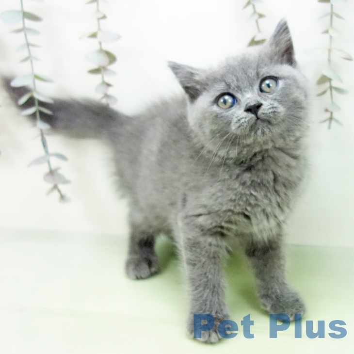 ブリティッシュショートヘアの写真2