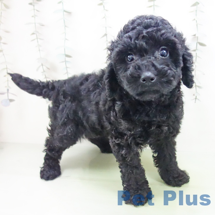 福井県のトイプードル(トイ) (ペットプラス 福井店/2025年9月28日生まれ/男の子/ブラック)の子犬の1枚目の画像