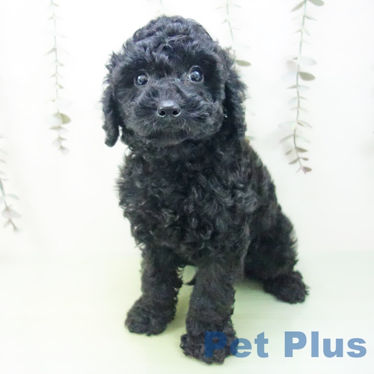 福井県のトイプードル(トイ) (ペットプラス 福井店/2025年9月28日生まれ/男の子/ブラック)の子犬の2枚目の画像