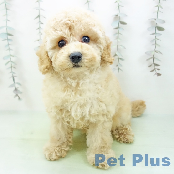愛知県のトイプードル(トイ) (ペットプラス みなと店/2025年9月28日生まれ/女の子/クリーム)の子犬の1枚目の画像