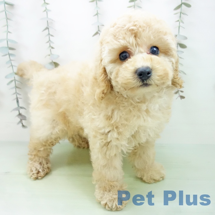 愛知県のトイプードル(トイ) (ペットプラス みなと店/2025年9月28日生まれ/女の子/クリーム)の子犬の2枚目の画像