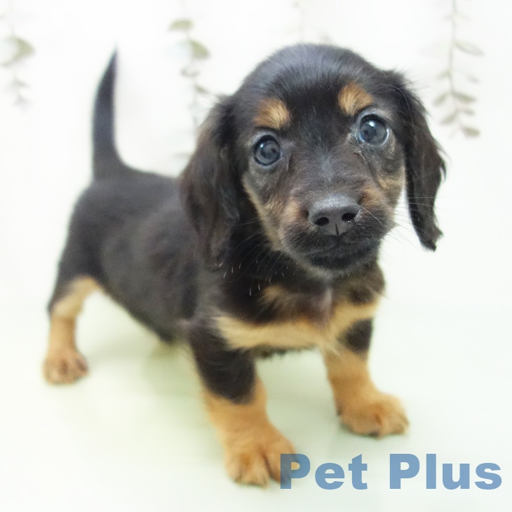 愛知県のカニンヘンダックスフンド(ロング) (ペットプラス mozoワンダーシティ店/2025年9月27日生まれ/男の子/ブラックタン)の子犬の1枚目の画像