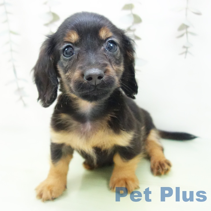 愛知県のカニンヘンダックスフンド(ロング) (ペットプラス mozoワンダーシティ店/2025年9月27日生まれ/男の子/ブラックタン)の子犬の2枚目の画像