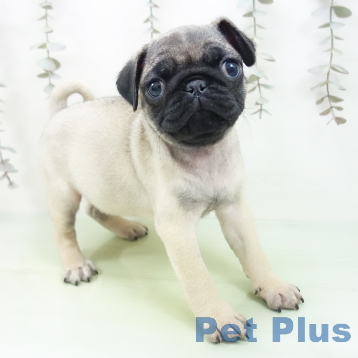 愛知県のパグ (ペットプラス 名古屋茶屋店/2025年9月28日生まれ/男の子/フォーン)の子犬の1枚目の画像