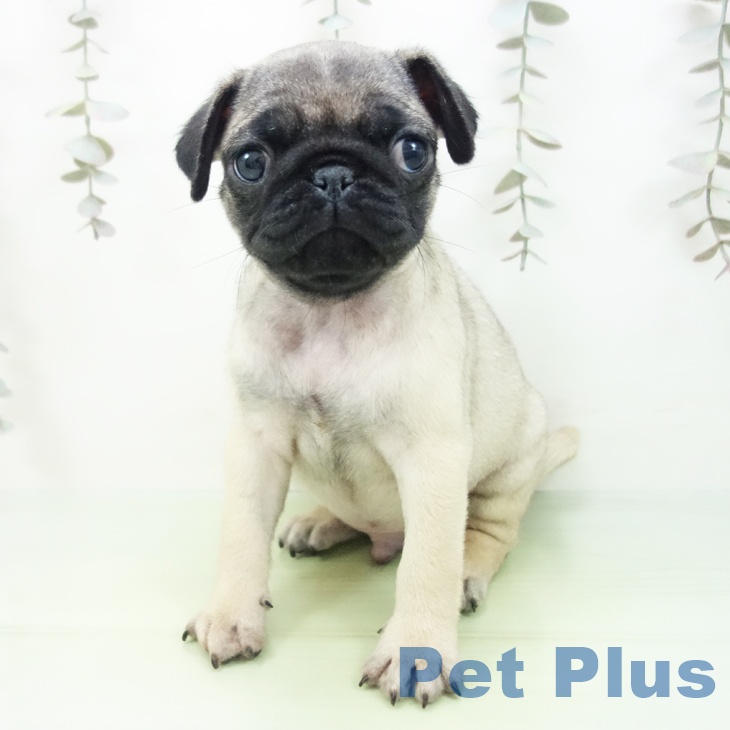 愛知県のパグ (ペットプラス 名古屋茶屋店/2025年9月28日生まれ/男の子/フォーン)の子犬の2枚目の画像