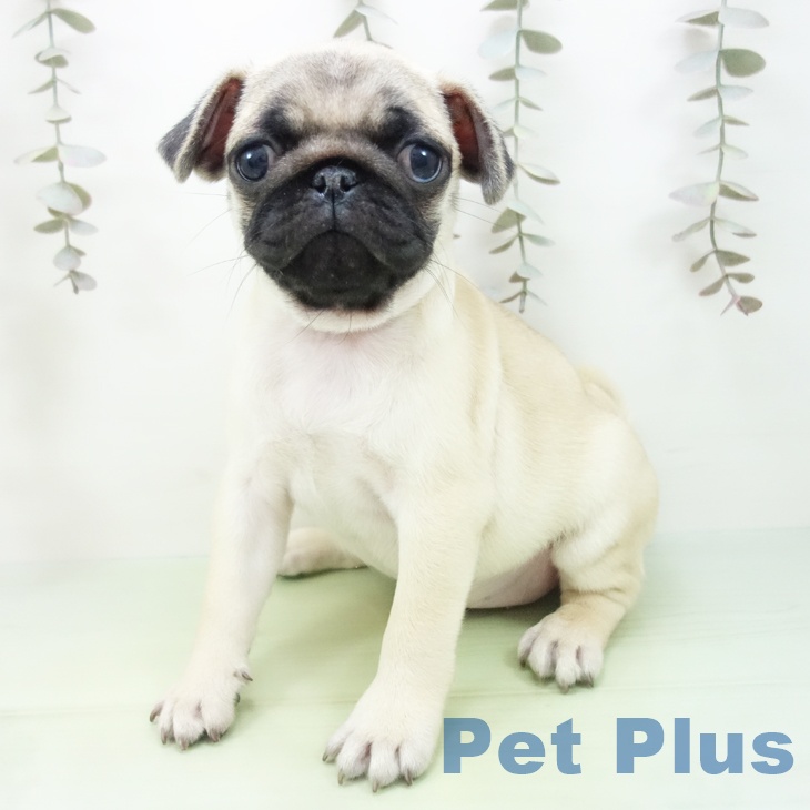岐阜県のパグ (ペットプラス 各務原店/2025年9月28日生まれ/男の子/フォーン)の子犬の1枚目の画像