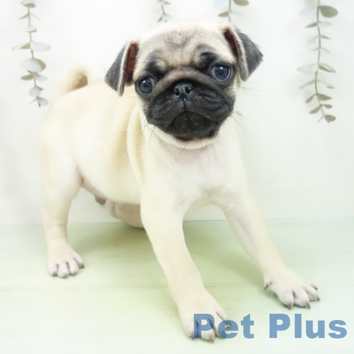 岐阜県のパグ (ペットプラス 各務原店/2025年9月28日生まれ/男の子/フォーン)の子犬の2枚目の画像