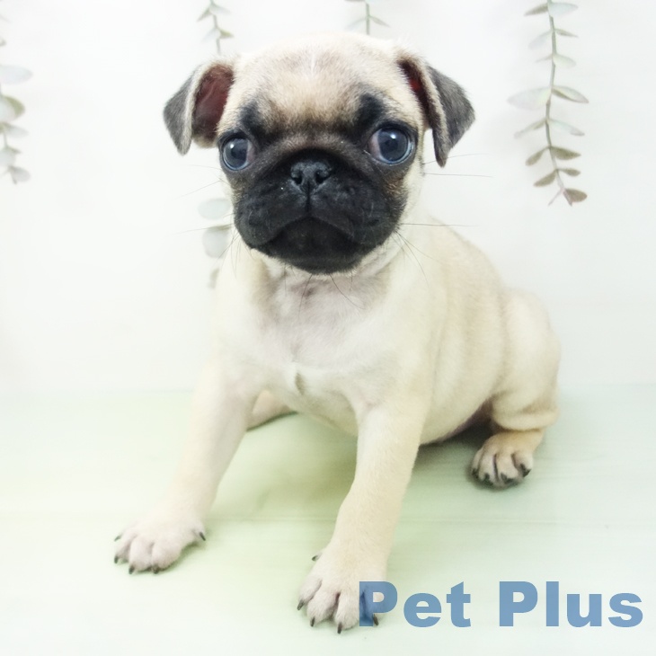 石川県のパグ (ペットプラス 白山店/2025年9月28日生まれ/女の子/フォーン)の子犬の1枚目の画像
