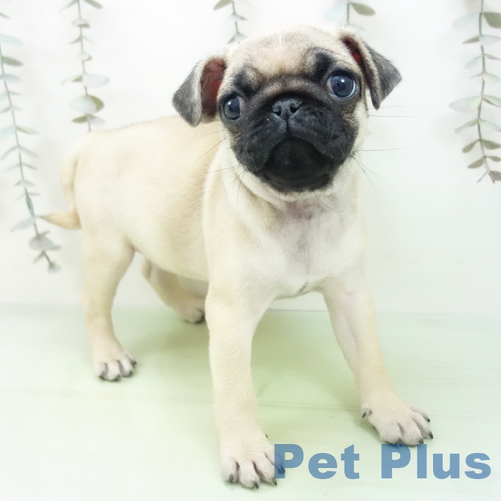 石川県のパグ (ペットプラス 白山店/2025年9月28日生まれ/女の子/フォーン)の子犬の2枚目の画像
