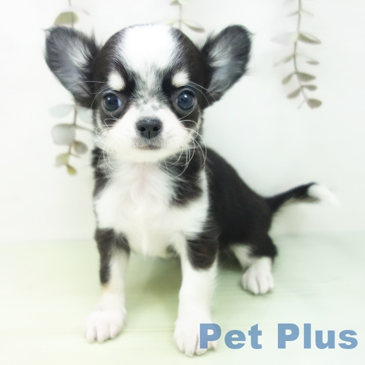 岐阜県のチワワ(ロング) (ペットプラス 各務原店/2025年9月27日生まれ/女の子/ブラックタンホワイト)の子犬の1枚目の画像