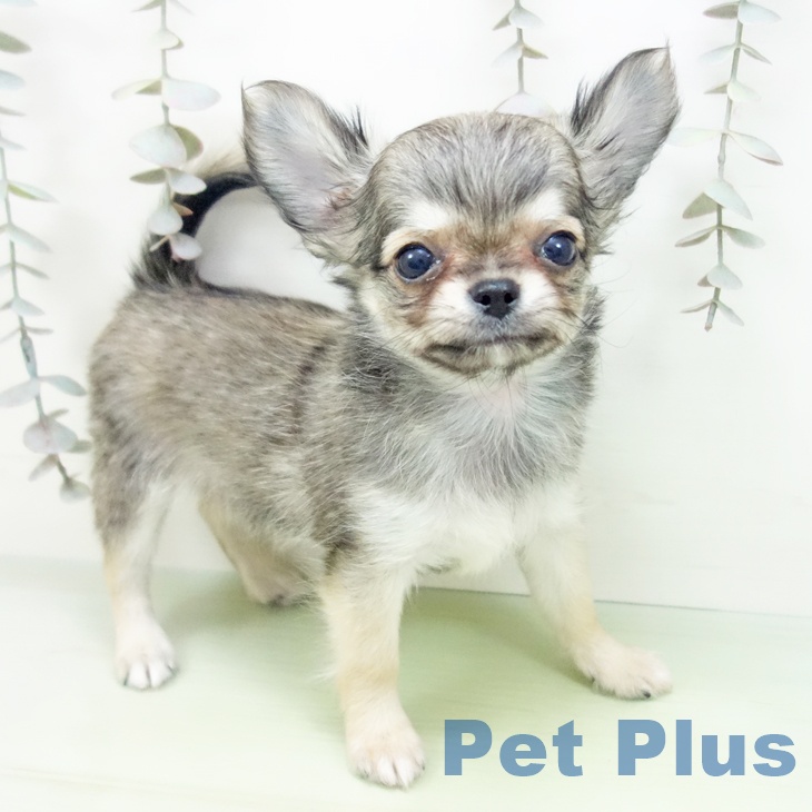 愛知県のチワワ(ロング) (ペットプラス 岡崎店/2025年9月27日生まれ/女の子/レッド)の子犬の1枚目の画像