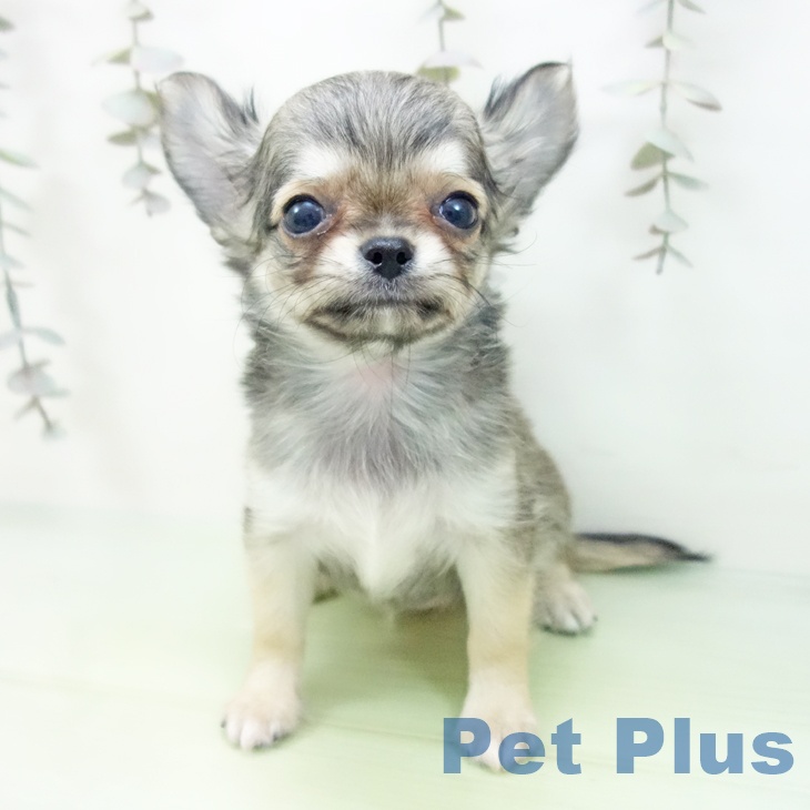 愛知県のチワワ(ロング) (ペットプラス 岡崎店/2025年9月27日生まれ/女の子/レッド)の子犬の2枚目の画像