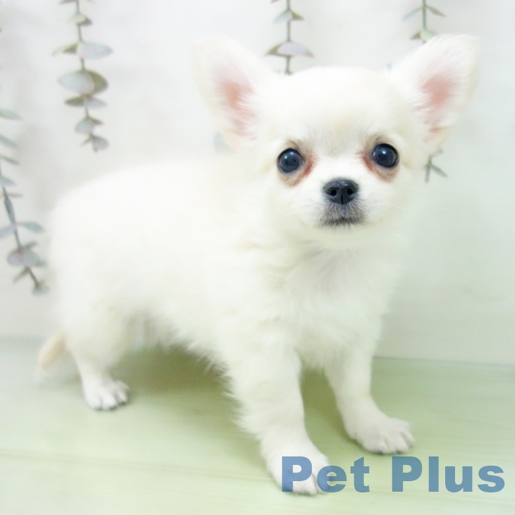 愛知県のチワワ(ロング) (ペットプラス 名古屋茶屋店/2025年9月28日生まれ/女の子/クリームホワイト)の子犬の2枚目の画像