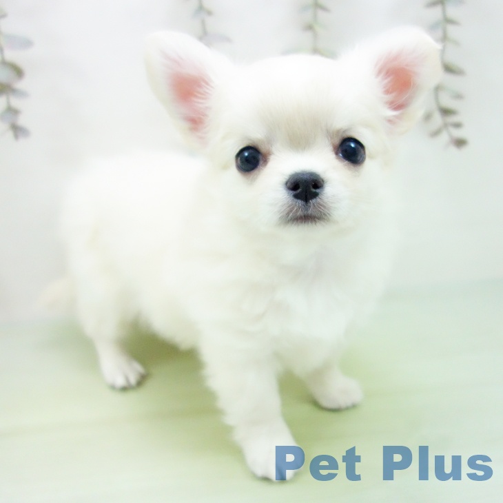 愛知県のチワワ(ロング) (ペットプラス 岡崎店/2025年9月28日生まれ/女の子/クリームホワイト)の子犬の1枚目の画像
