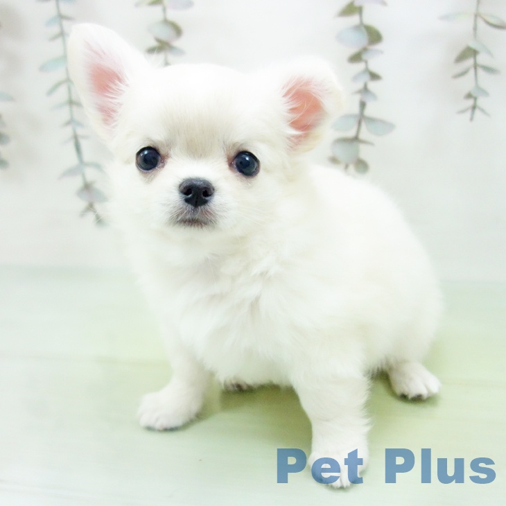 愛知県のチワワ(ロング) (ペットプラス 岡崎店/2025年9月28日生まれ/女の子/クリームホワイト)の子犬の2枚目の画像