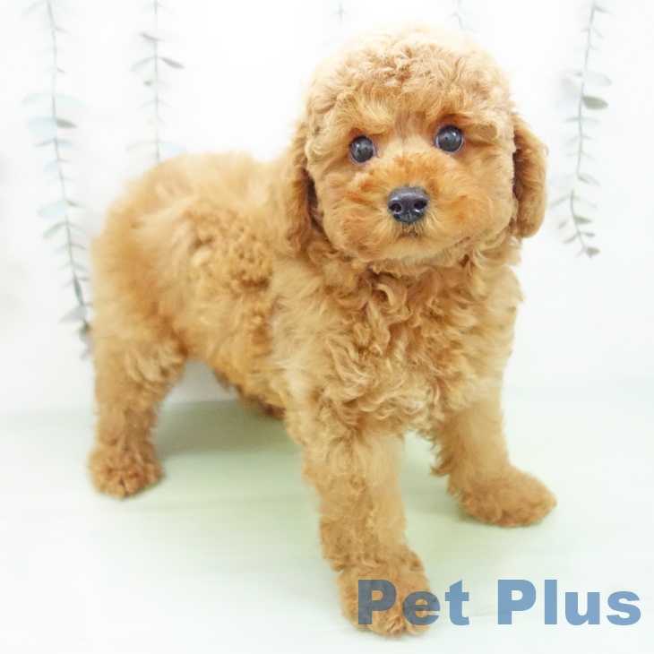 富山県のトイプードル(トイ) (ペットプラス 高岡店/2025年9月25日生まれ/男の子/レッド)の子犬の1枚目の画像