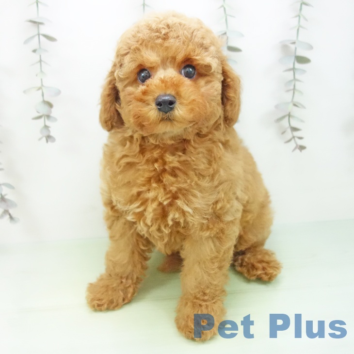 富山県のトイプードル(トイ) (ペットプラス 高岡店/2025年9月25日生まれ/男の子/レッド)の子犬の2枚目の画像