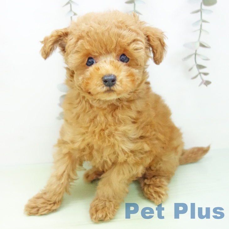 愛知県のトイプードル(トイ) (ペットプラス mozoワンダーシティ店/2025年9月28日生まれ/男の子/レッド)の子犬の1枚目の画像