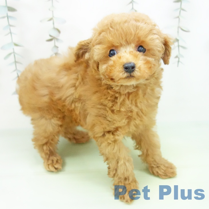 愛知県のトイプードル(トイ) (ペットプラス mozoワンダーシティ店/2025年9月28日生まれ/男の子/レッド)の子犬の2枚目の画像