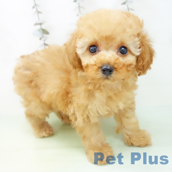 岐阜県のトイプードル(トイ) (ペットプラス 各務原店/2025年9月29日生まれ/男の子/アプリコット)の子犬の1枚目の画像