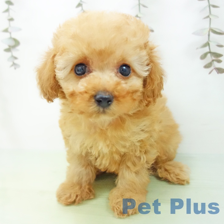 岐阜県のトイプードル(トイ) (ペットプラス 各務原店/2025年9月29日生まれ/男の子/アプリコット)の子犬の2枚目の画像