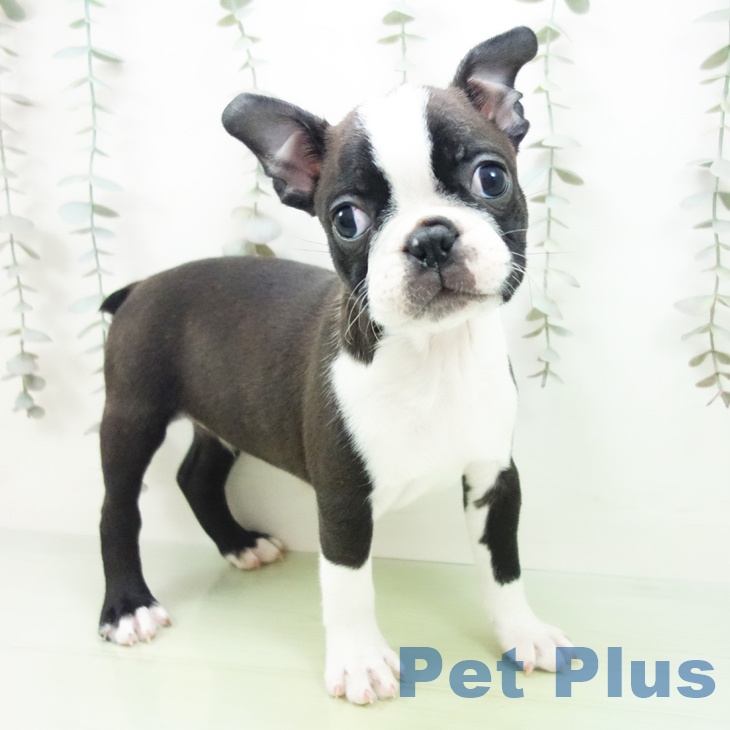 愛知県のボストンテリア (ペットプラス 岡崎店/2025年9月22日生まれ/男の子/ボストンカラー)の子犬の1枚目の画像