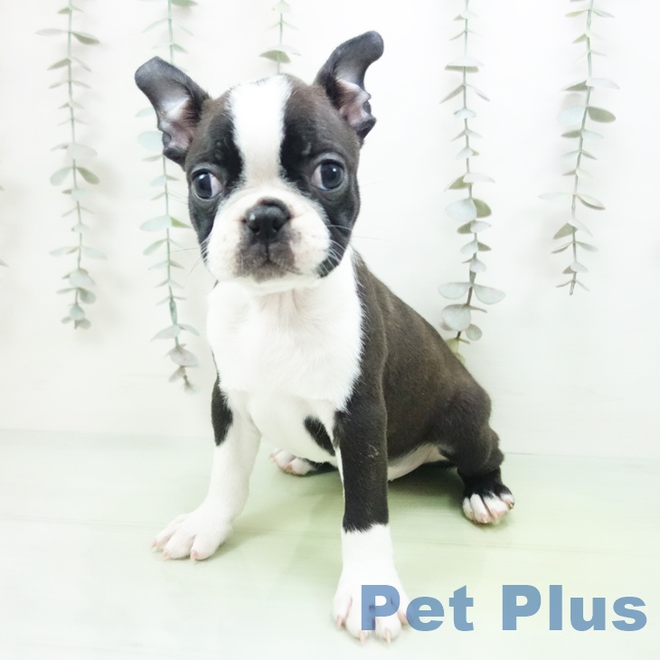 愛知県のボストンテリア (ペットプラス 岡崎店/2025年9月22日生まれ/男の子/ボストンカラー)の子犬の2枚目の画像
