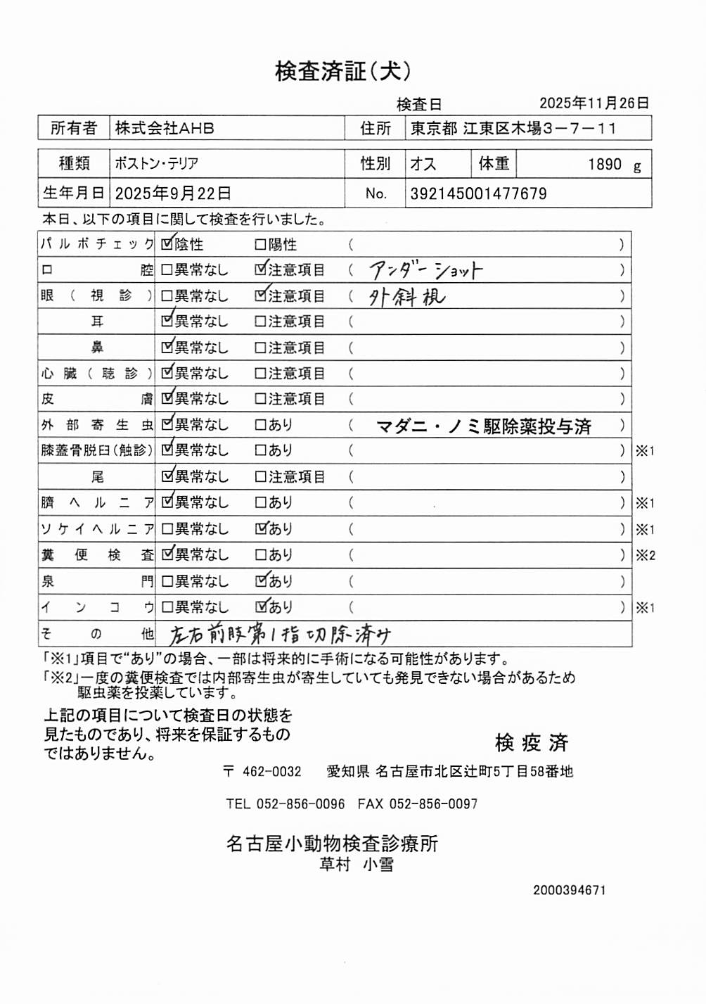 ボストン・テリア