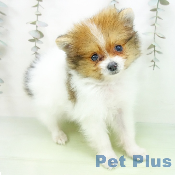 愛知県のポメラニアン (ペットプラス ナゴヤドーム前店/2025年9月28日生まれ/男の子/パーティーカラー)の子犬の1枚目の画像