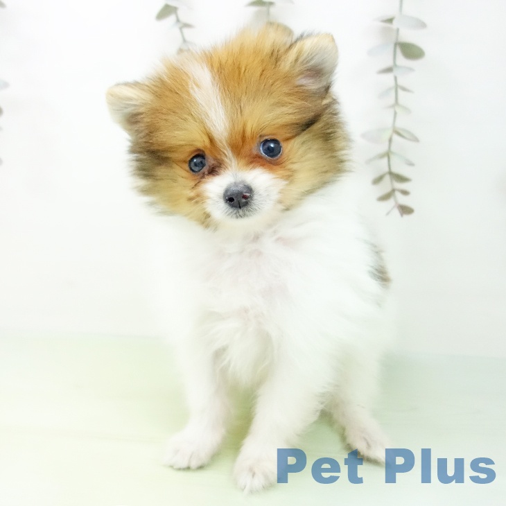 愛知県のポメラニアン (ペットプラス ナゴヤドーム前店/2025年9月28日生まれ/男の子/パーティーカラー)の子犬の2枚目の画像