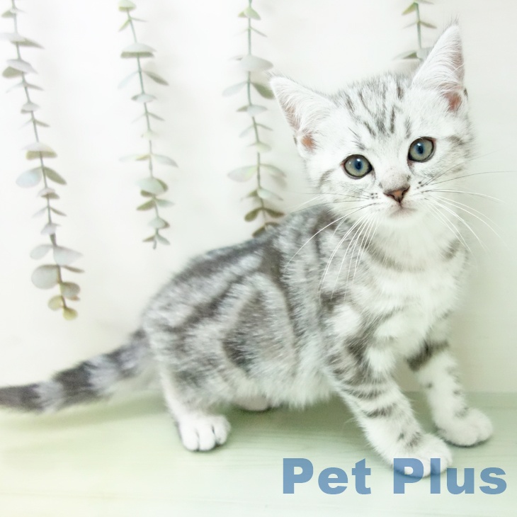 三重県のアメリカンショートヘアー (ペットプラス 鈴鹿店/2025年9月24日生まれ/男の子/シルバータビー)の子猫の1枚目の画像