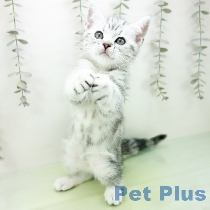 三重県のアメリカンショートヘアー (ペットプラス 鈴鹿店/2025年9月24日生まれ/男の子/シルバータビー)の子猫の2枚目の画像