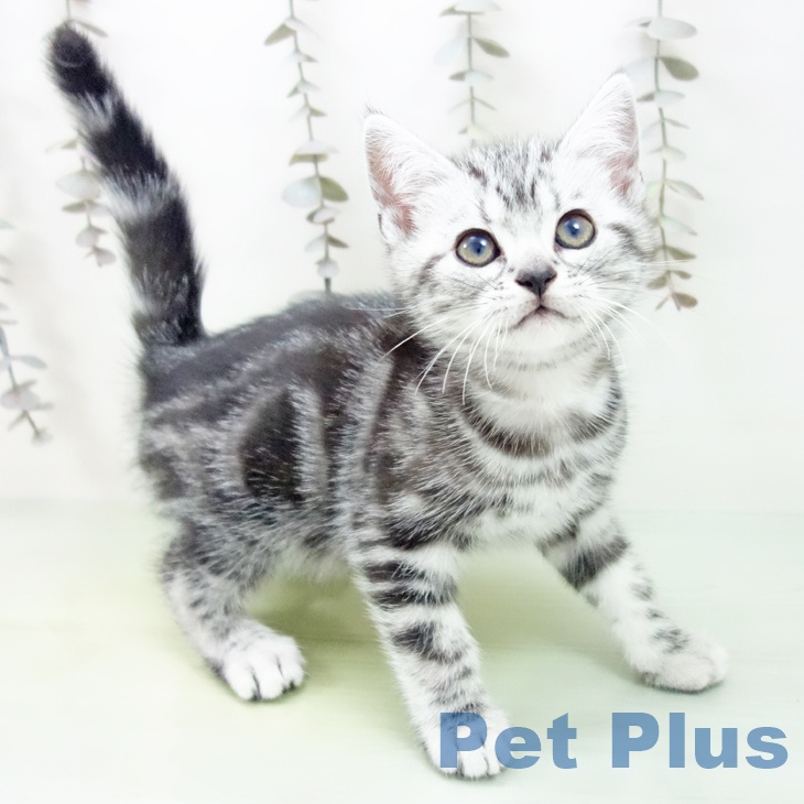 愛知県のアメリカンショートヘアー (ペットプラス mozoワンダーシティ店/2025年9月24日生まれ/男の子/シルバータビー)の子猫の1枚目の画像