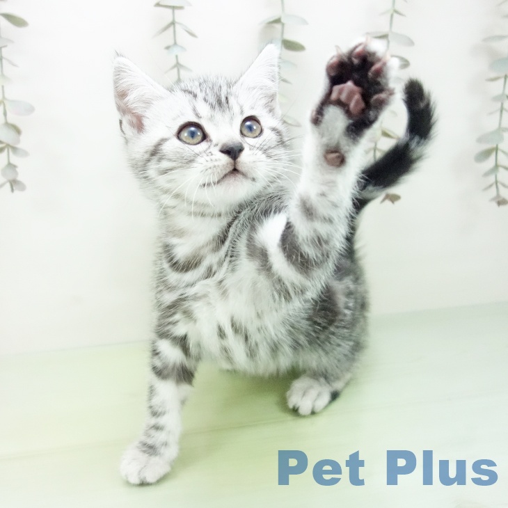 愛知県のアメリカンショートヘアー (ペットプラス mozoワンダーシティ店/2025年9月24日生まれ/男の子/シルバータビー)の子猫の2枚目の画像