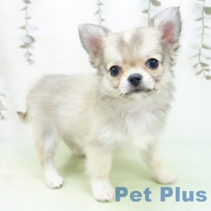 富山県のチワワ(ロング) (ペットプラス 高岡店/2025年9月24日生まれ/男の子/フォーン)の子犬の1枚目の画像
