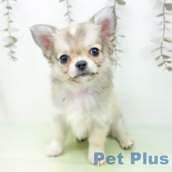 富山県のチワワ(ロング) (ペットプラス 高岡店/2025年9月24日生まれ/男の子/フォーン)の子犬の2枚目の画像