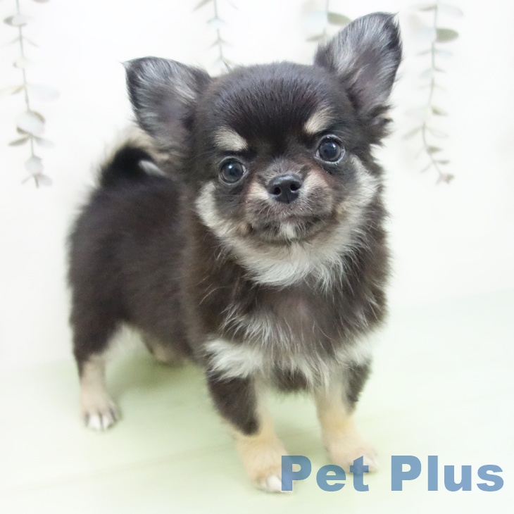 愛知県のチワワ(ロング) (ペットプラス イオンモール豊川店/2025年9月24日生まれ/男の子/ブラックタン)の子犬の1枚目の画像