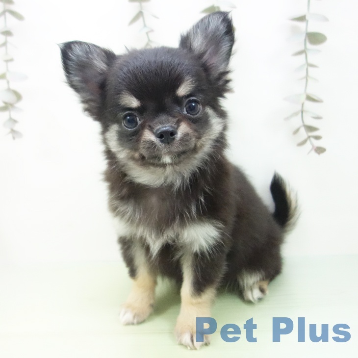 愛知県のチワワ(ロング) (ペットプラス イオンモール豊川店/2025年9月24日生まれ/男の子/ブラックタン)の子犬の2枚目の画像