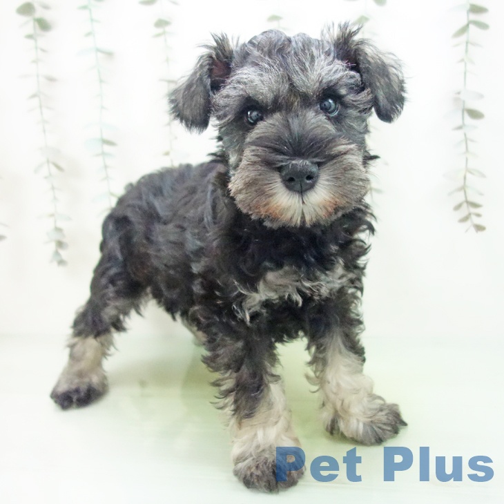 富山県のミニチュアシュナウザー (ペットプラス 高岡店/2025年9月30日生まれ/男の子/ソルトペッパー)の子犬