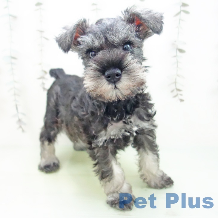 愛知県のミニチュアシュナウザー (ペットプラス 名古屋茶屋店/2025年9月30日生まれ/男の子/ソルトペッパー)の子犬の1枚目の画像