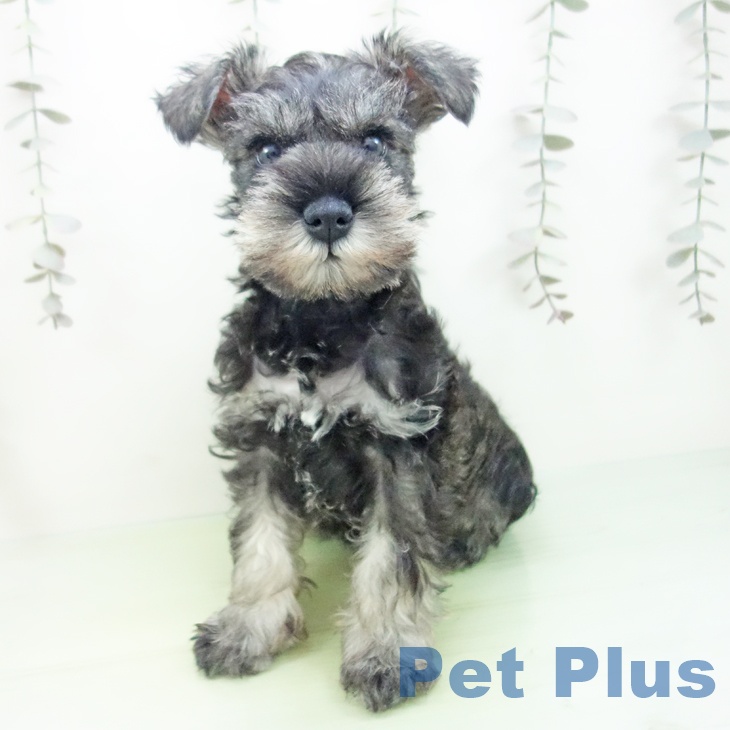 愛知県のミニチュアシュナウザー (ペットプラス 名古屋茶屋店/2025年9月30日生まれ/男の子/ソルトペッパー)の子犬の2枚目の画像