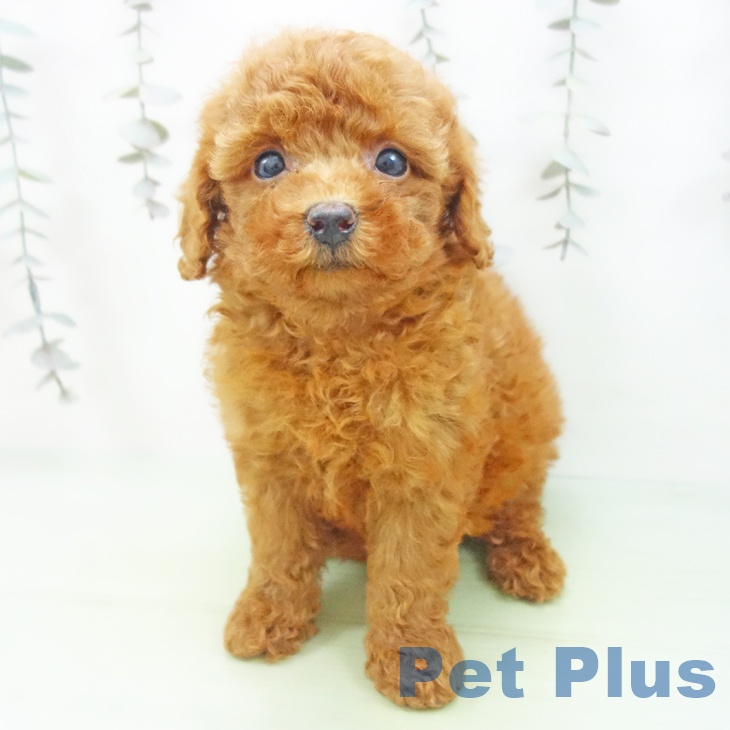 トイ・プードル