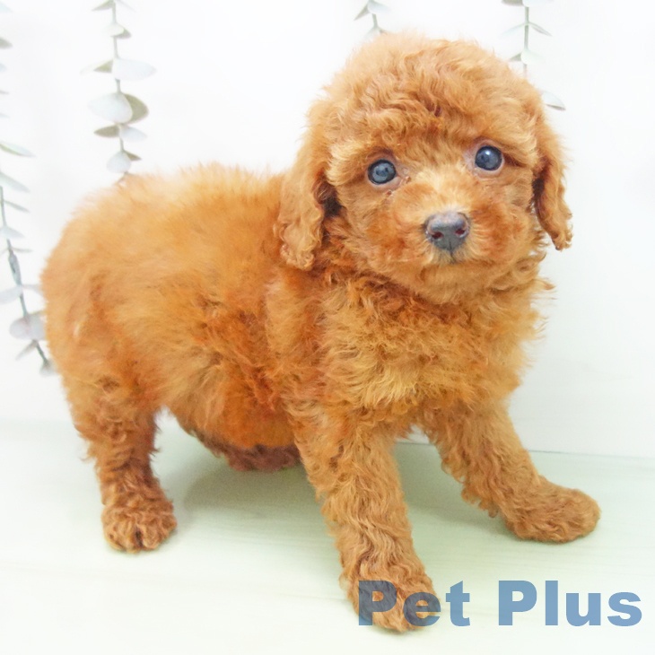 トイ・プードル