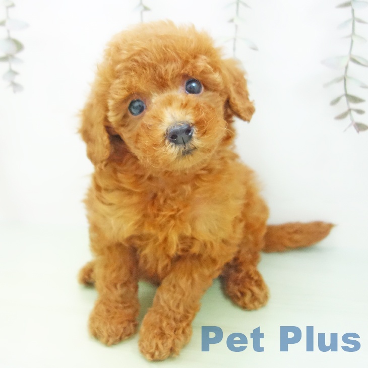 トイ・プードル