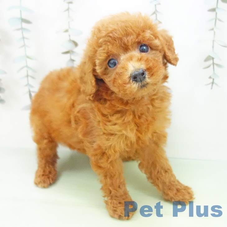 トイ・プードル