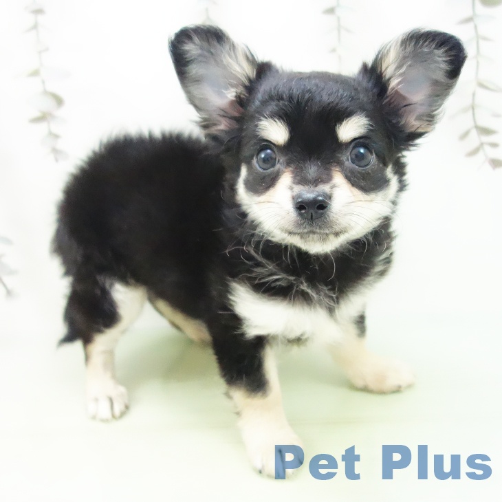 石川県のチワワ(ロング) (ペットプラス 新小松店/2025年10月1日生まれ/女の子/ブラッククリーム)の子犬の1枚目の画像
